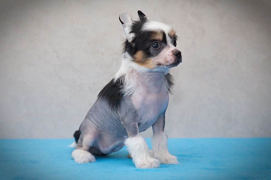 Rus Foreva Tasha Takara