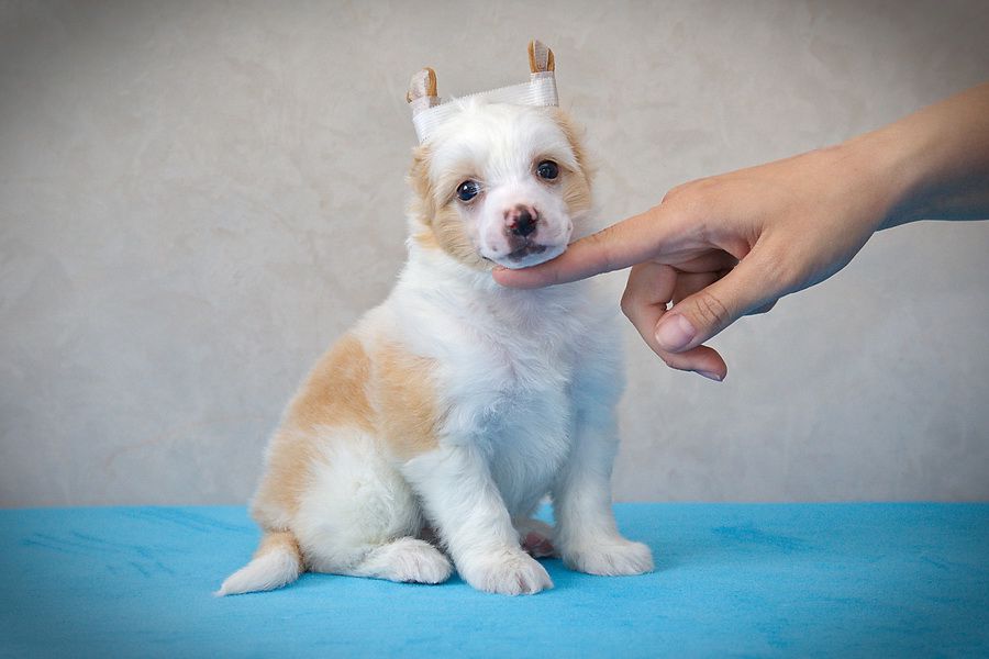 Rus Foreva Tao Jinks