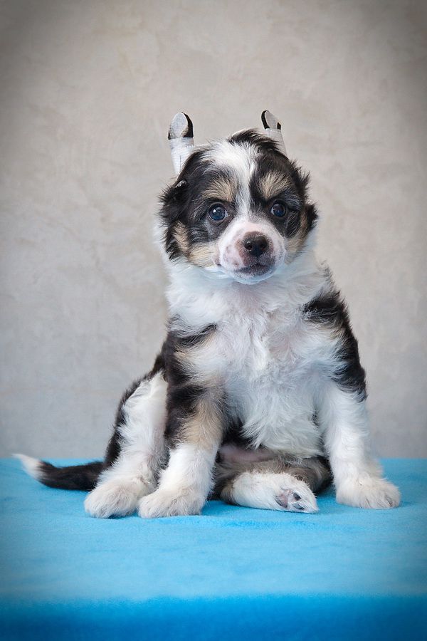 Rus Foreva Twilight Sky