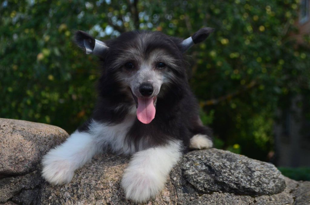 Fantazy Night Caes Zizitop