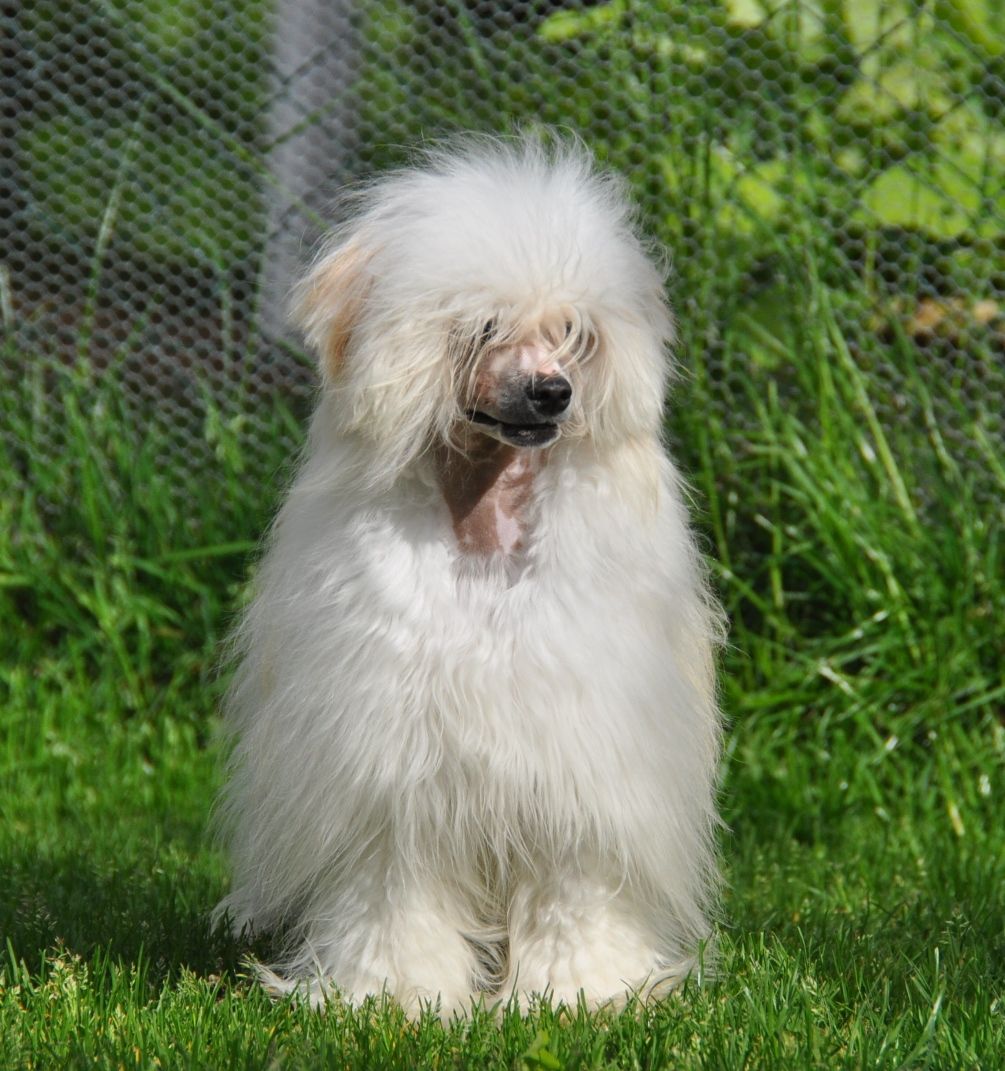 Itzy Mitzy Little Champs