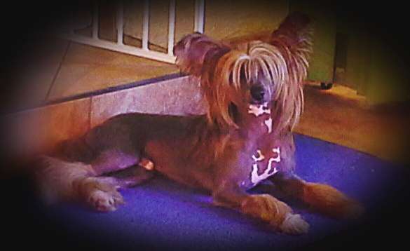 Caballero Makes Of Magic