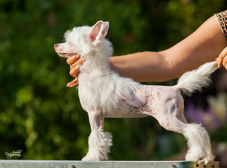 My Vanity Fair Kamelia Sweetheart