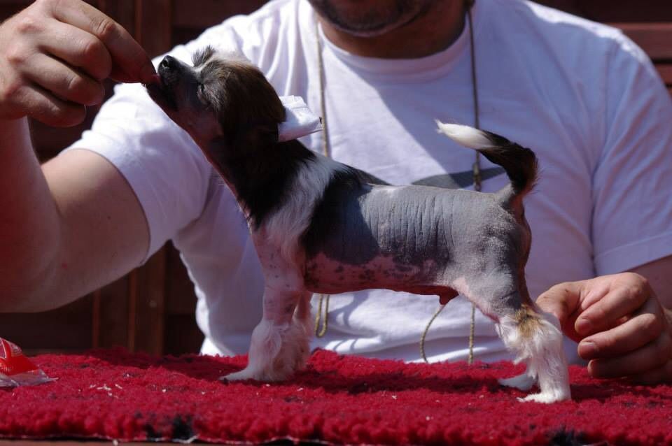 Jack sparrow des gardiens des elfes