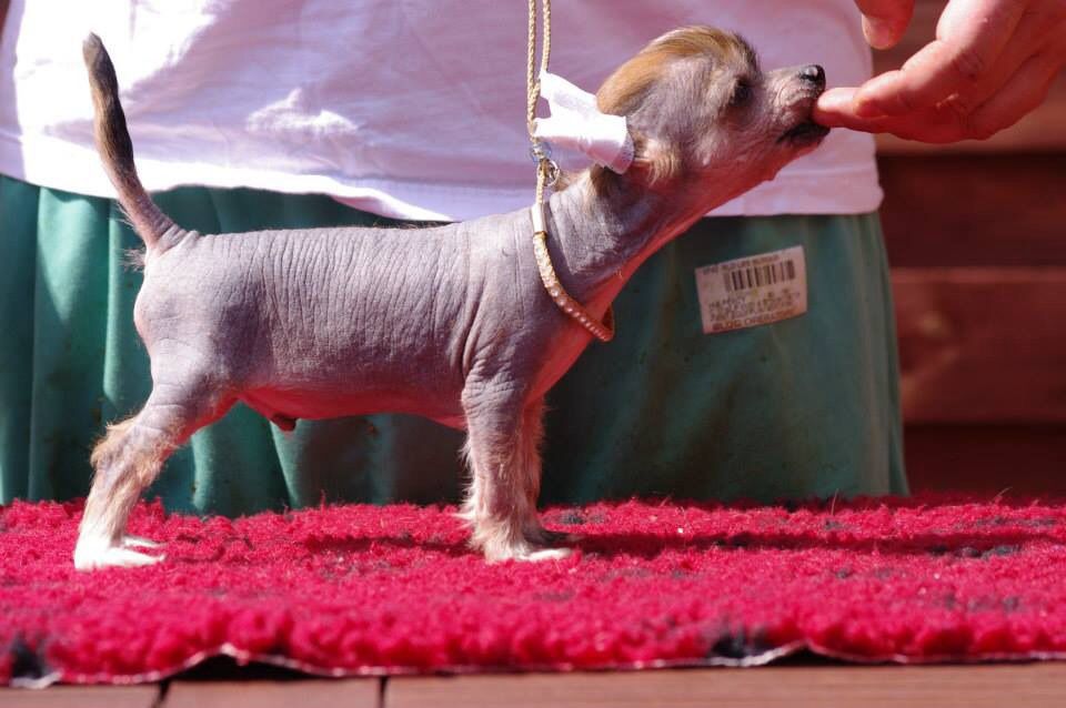 Jean des gardiens des elfes