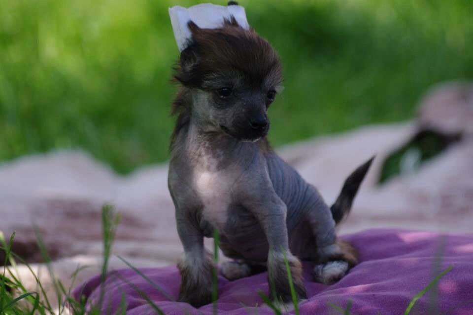 Jolly pocket des gardiens des elfes