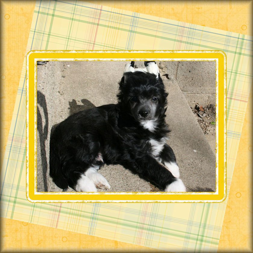 Mazel Tov 'N Altair Sea Shanty