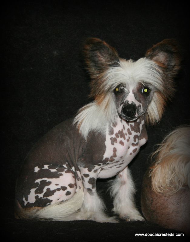 Doucai's  Move With Reach