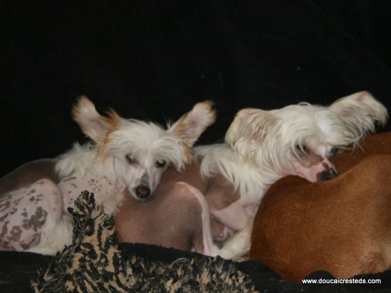 Doucai's Seem To Be Reem