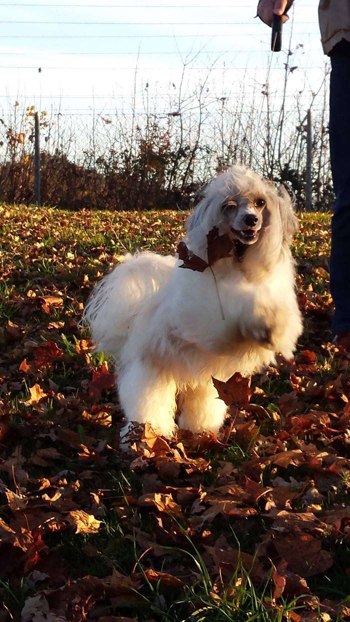 Elvis Caramella's Family