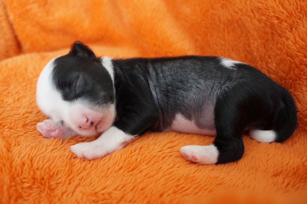 Bartelo Richi Kon Brio il Grand