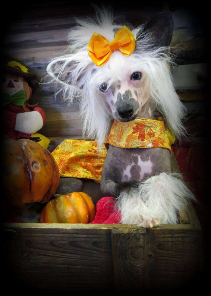 Extreme Blue Fiesta Margarita Rose