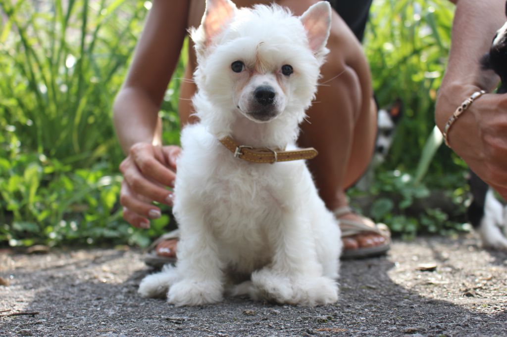 Legion Of Dream Ilerda Vaude