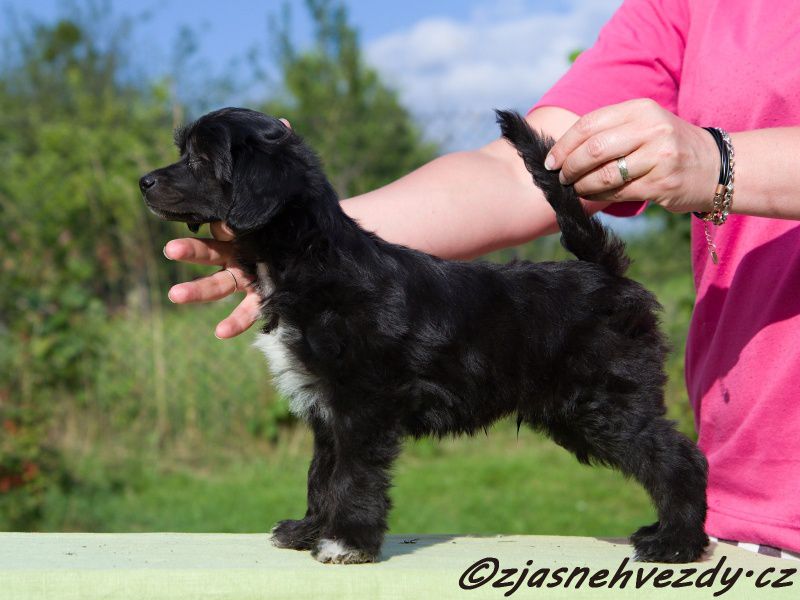 Hachiko z Jasne hvezdy