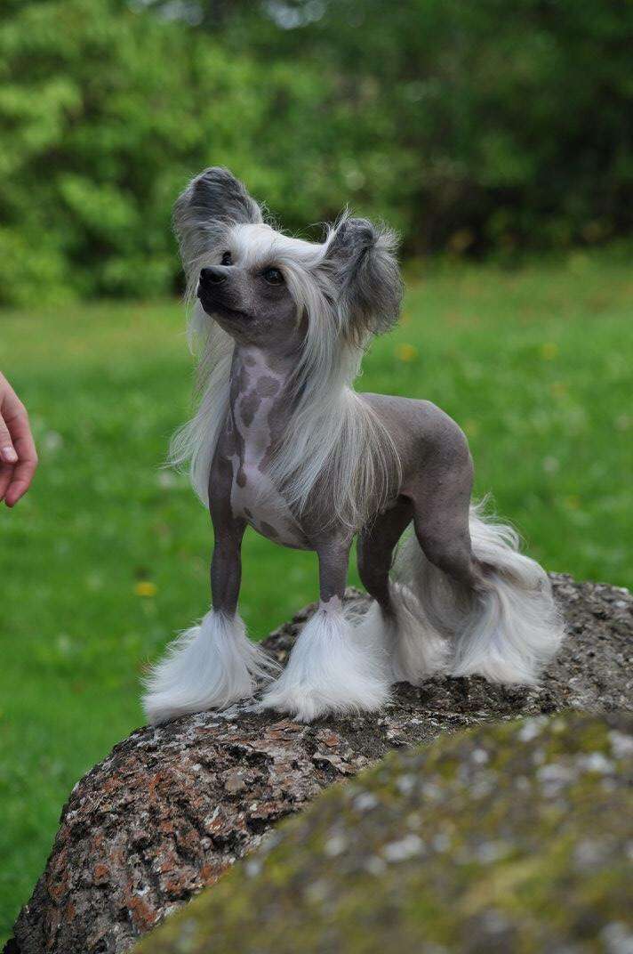 Speechless Standing Ovation