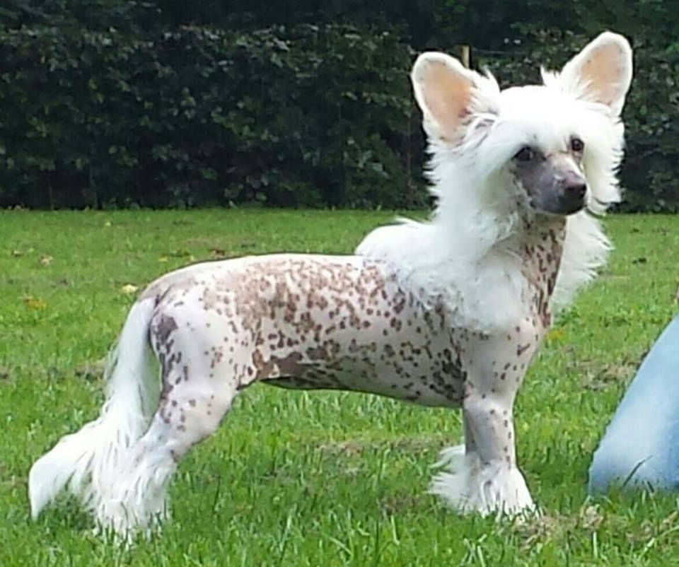 Selinas-Edition Cataleya