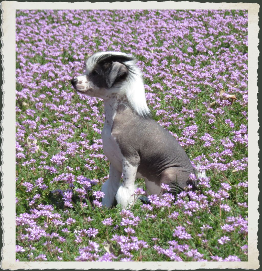 Mazel Tov 'N Altair Seabiscuit of Woodlyn