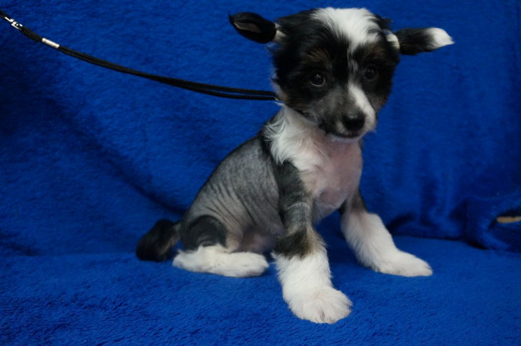 Bonaventure  Foruz Al Arcon