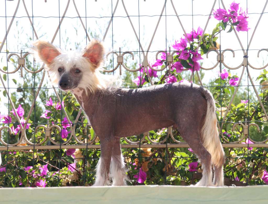 Thousand Wishes of Blue Champagne