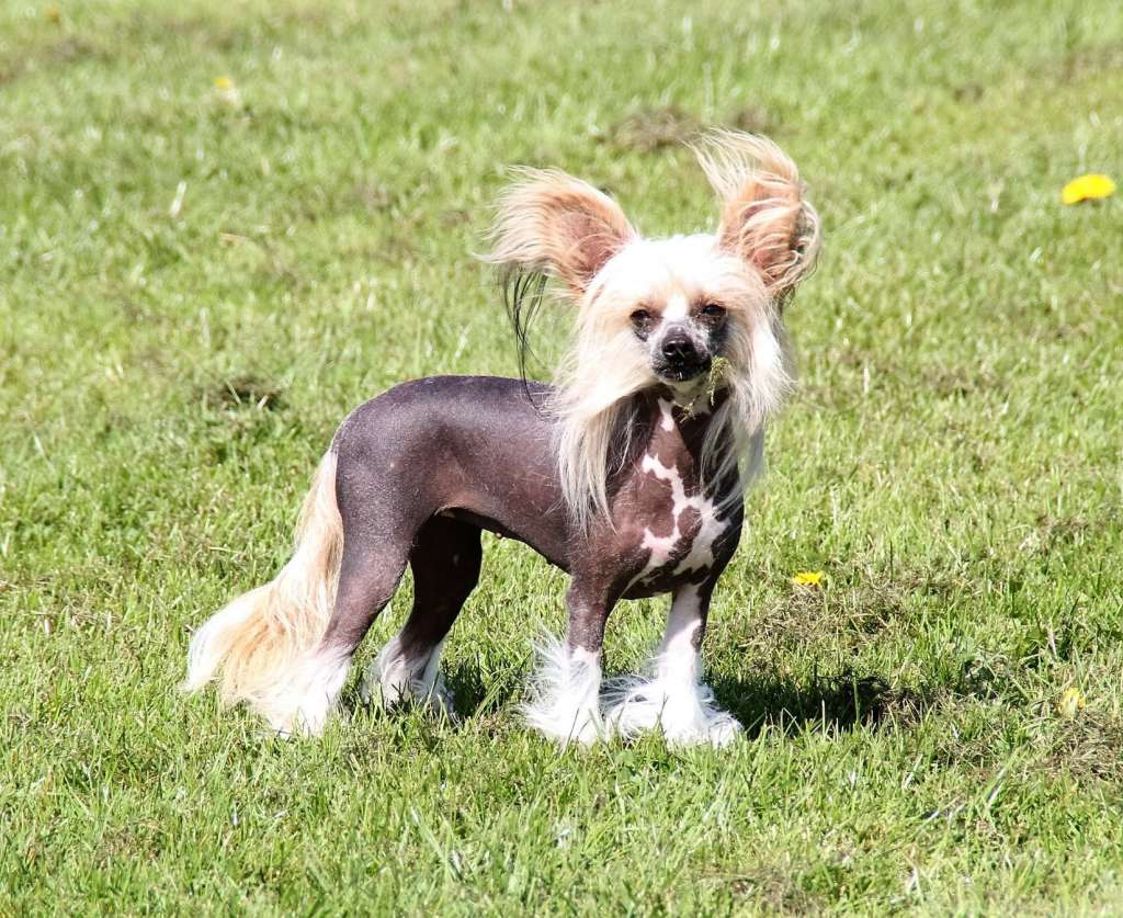 Cute Goblin Pride of Blue Champagne