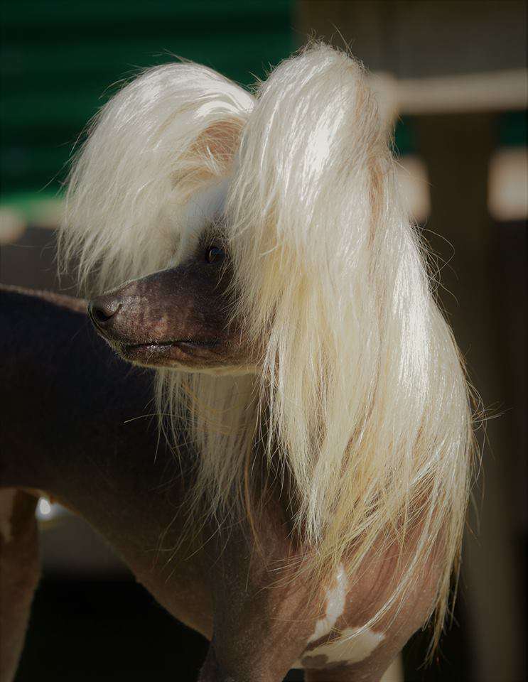 Cute Goblin Star of Blue Champagne