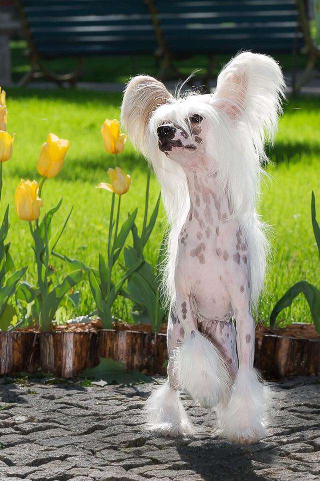 Dolce Vita Winning Smile