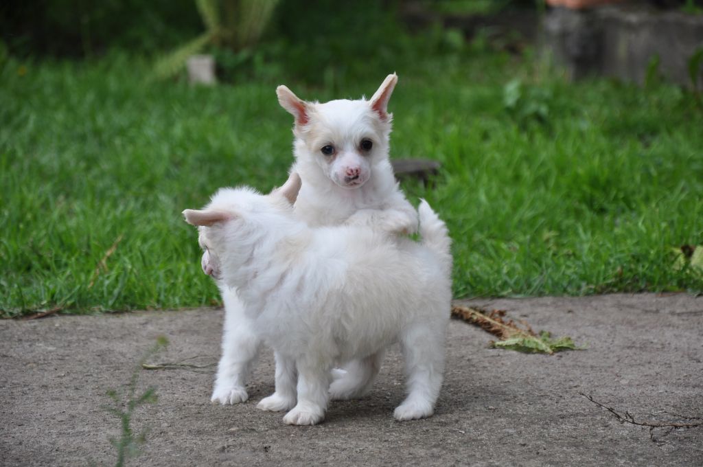 Deja Vu Winning Smile