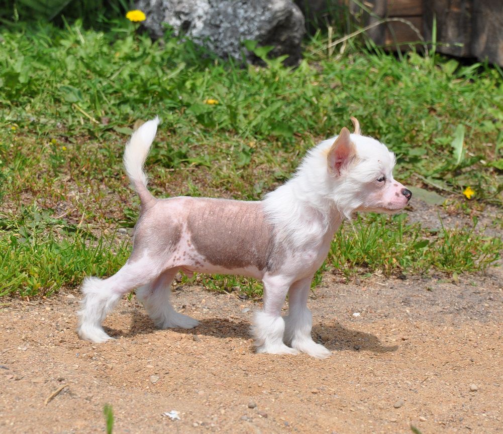 Disco Dancer Winning Smile