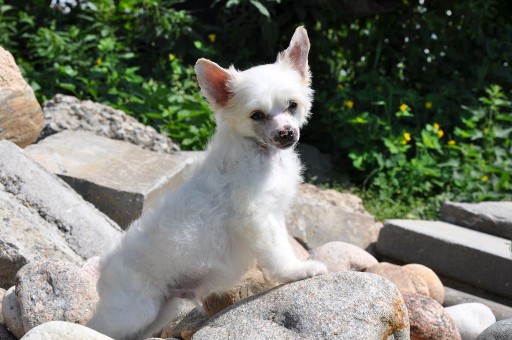 D*Angel  Winning Smile