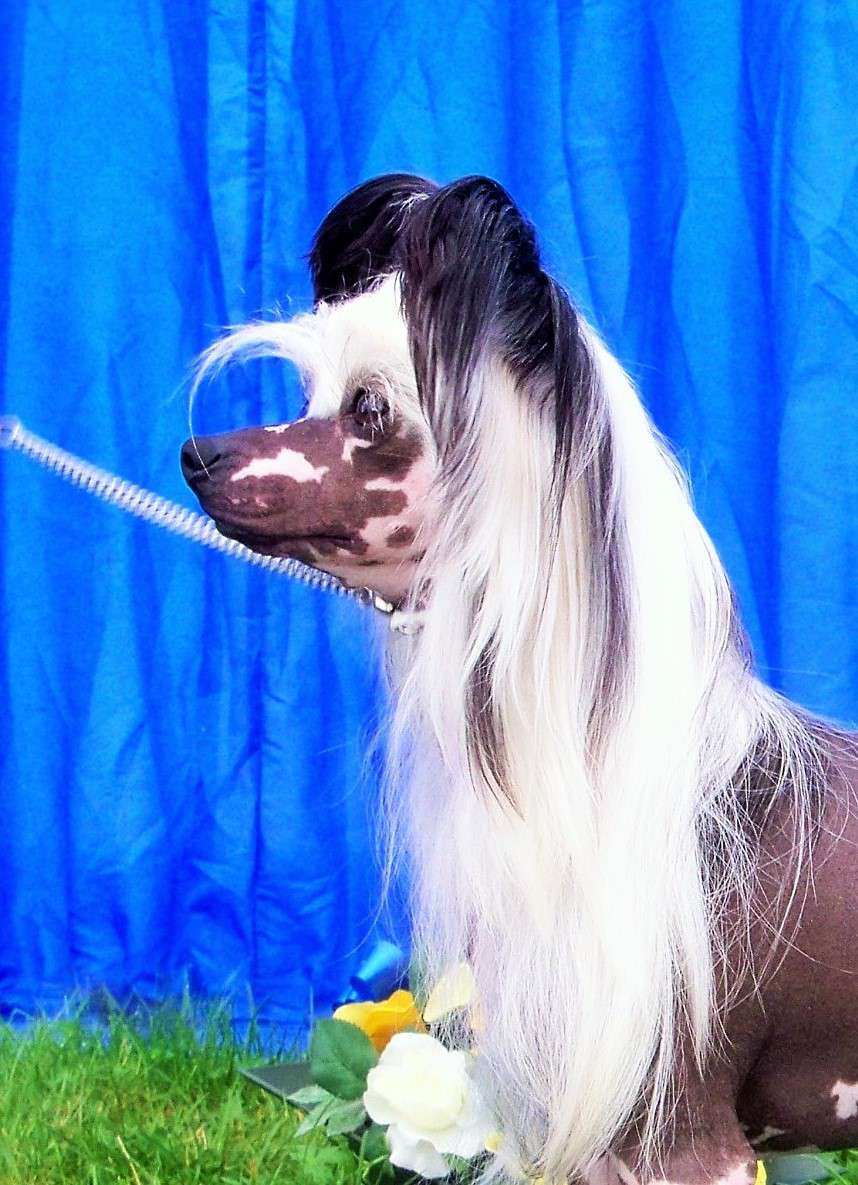 Shumllea Oh Lala Lah Di Da