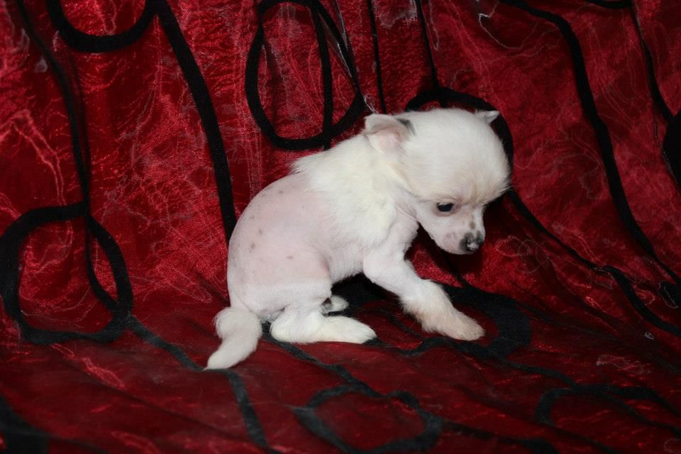 Osiris de L'Essence de Mon Tout