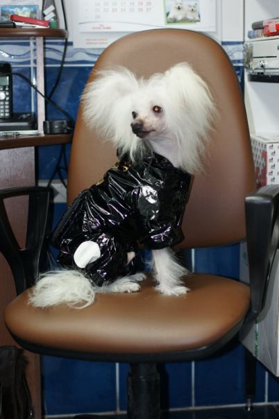 Golden Angel Glamour Alex