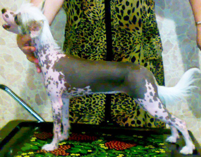 Zosenca divnai  milashca