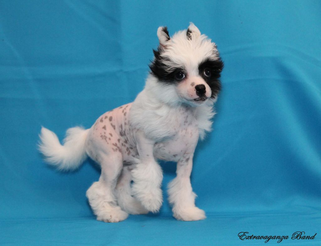 Extravaganza Band Euridice