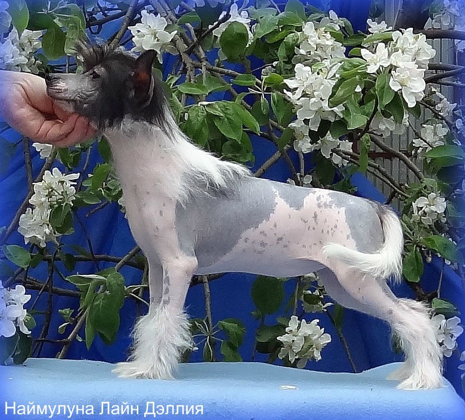 Naimuluna Line Dellija