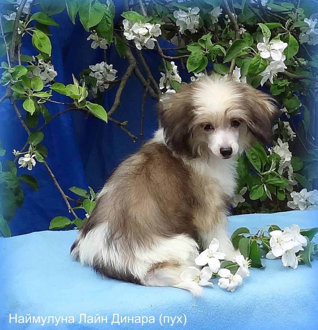 Naimuluna Line Dinara