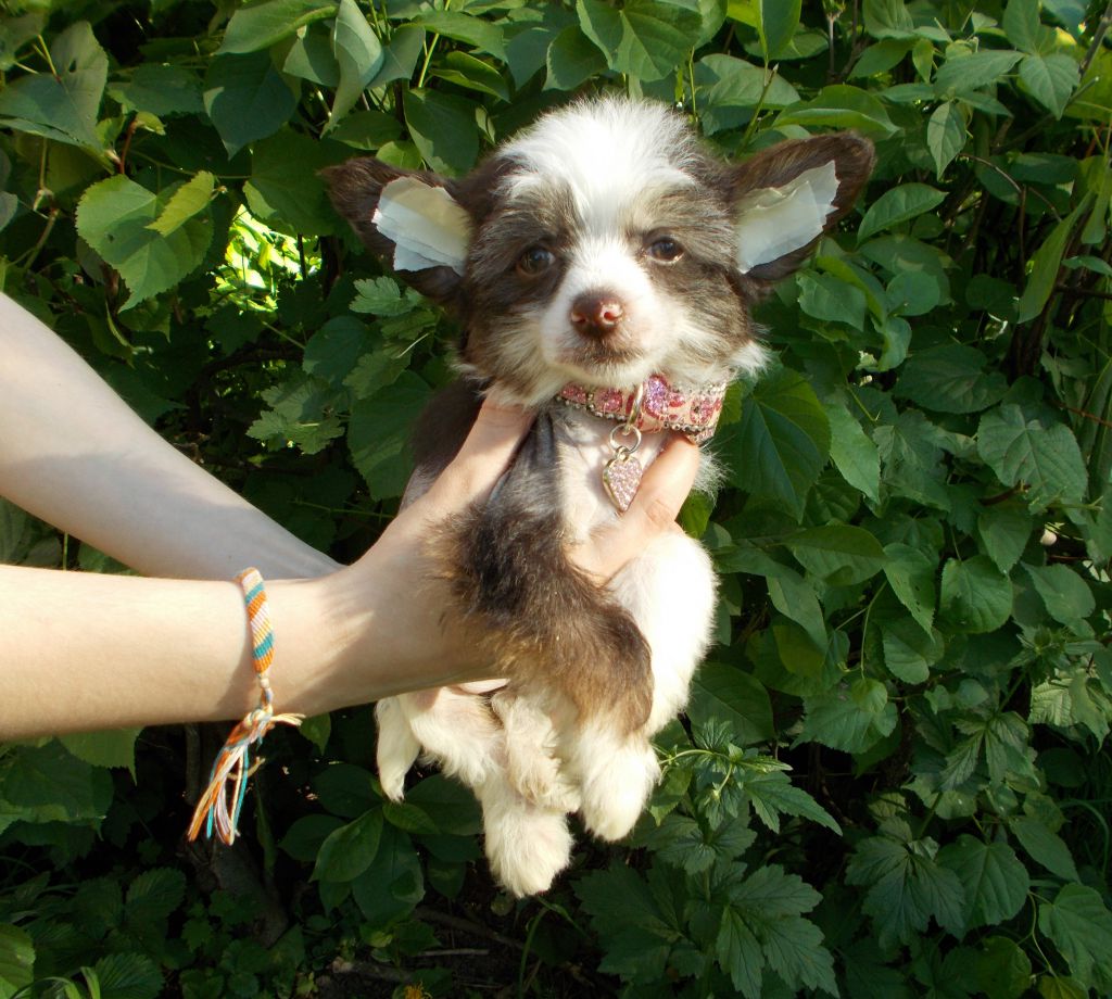 Lux Star Elona Venificia