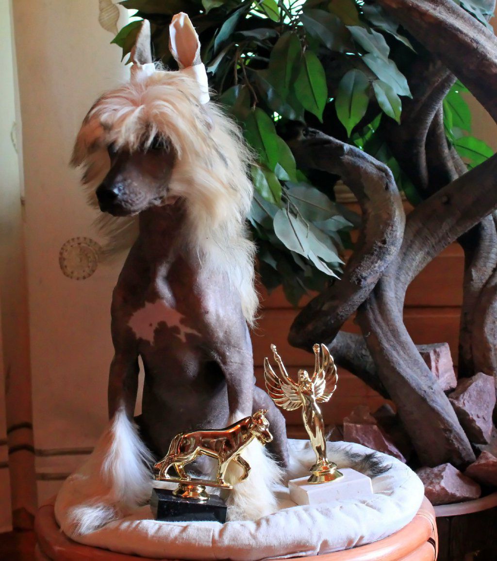 Randall Molosos Gratzi