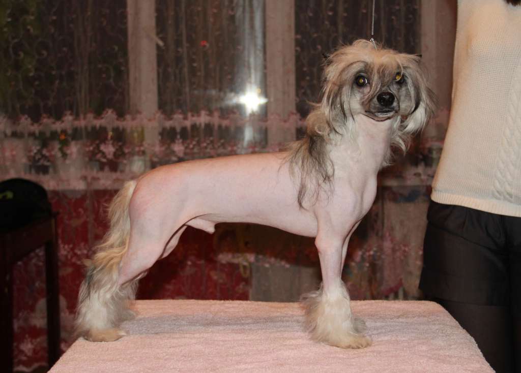 Tsarista Believe in Magic