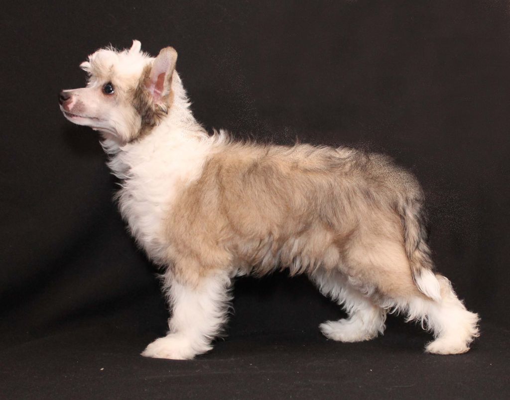 Extravaganza Band Vinsent