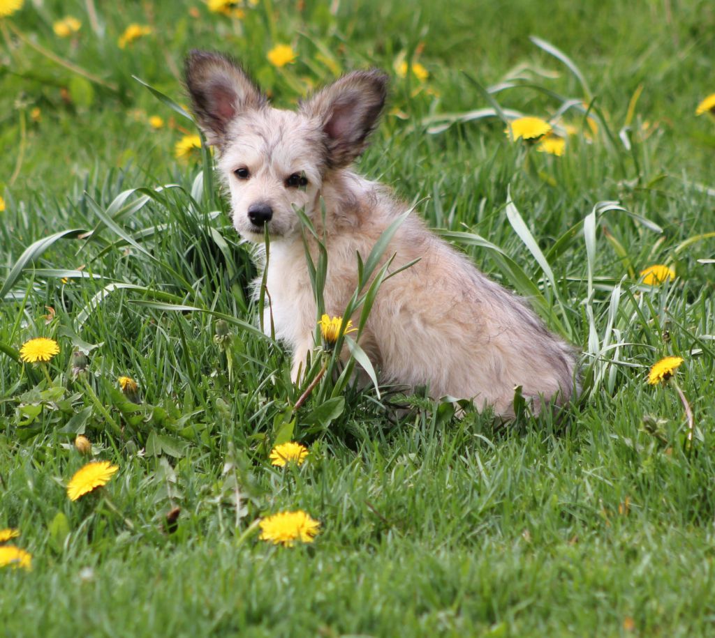 Lohamras Extra Elegant