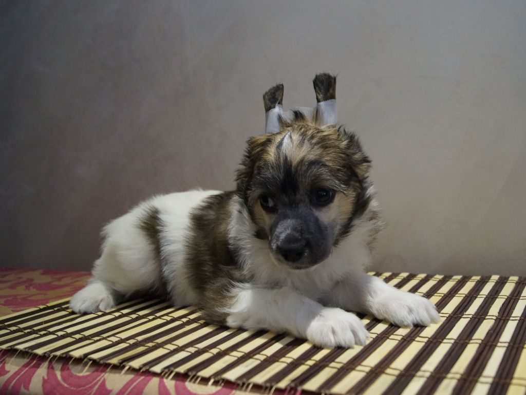 Vassermann Bonus Westtai