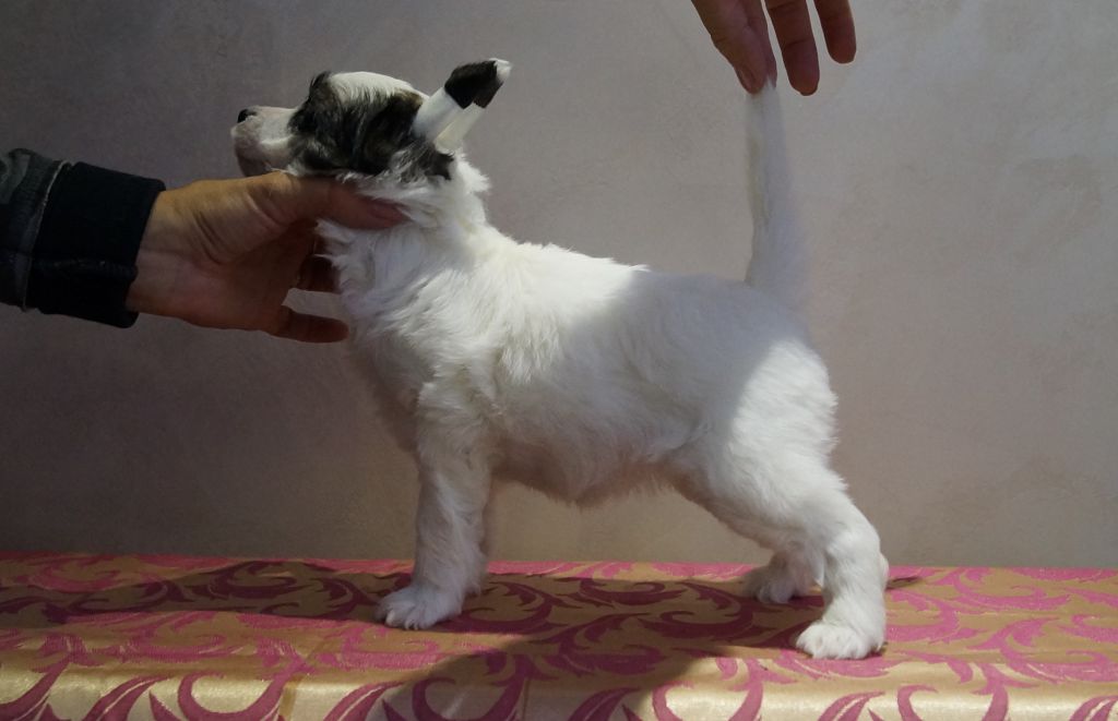 Virdginia Bonus Westtai