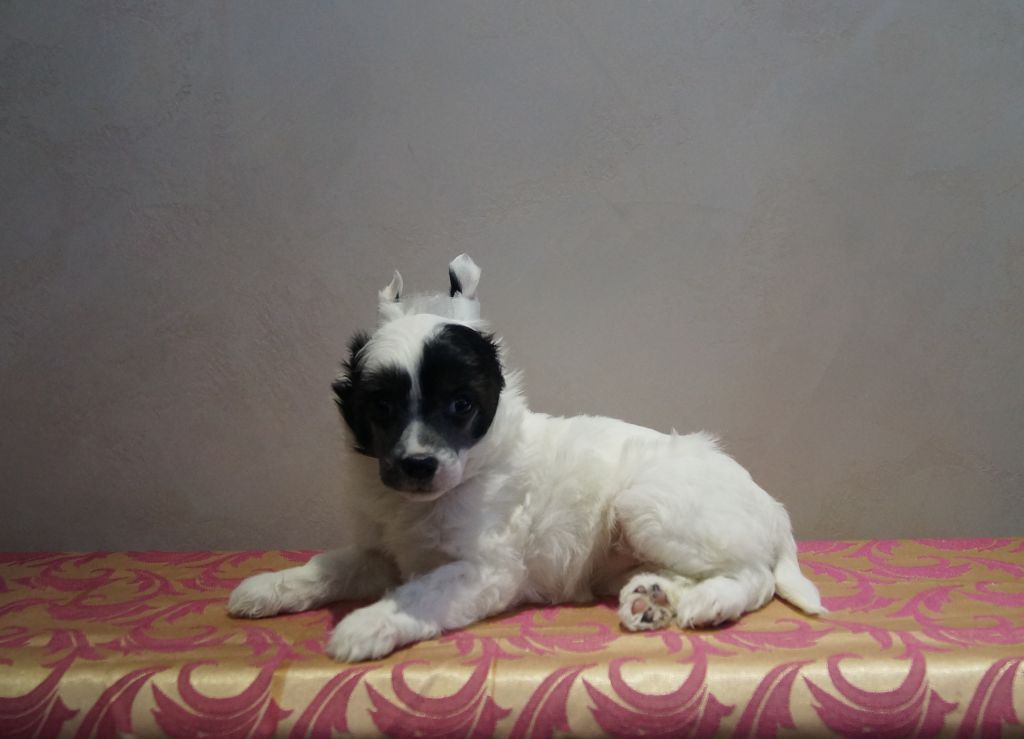 Venice Bonus Westtai