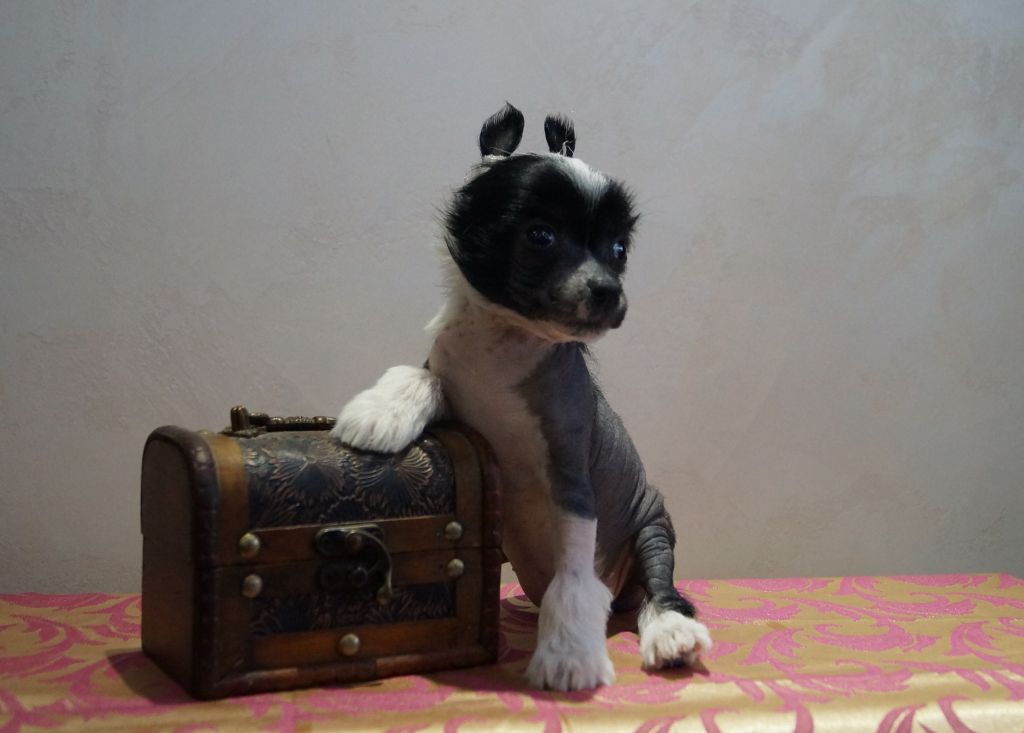 Viva La'Diva Bonus Westtai