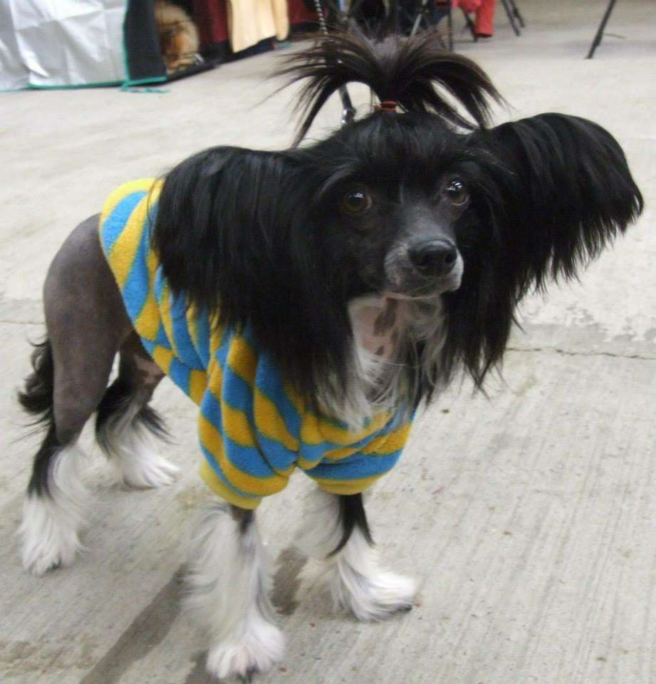 Energy Di Amazing Victorious Damsel Dom Risorto