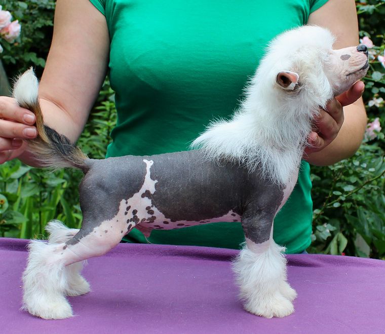 Angel O'Check Tutanhamon.