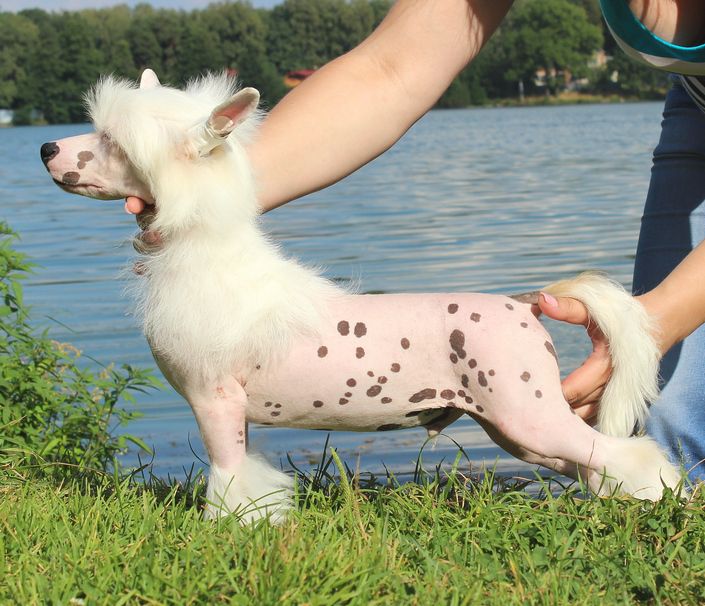 Angel O'Check Tamerlan