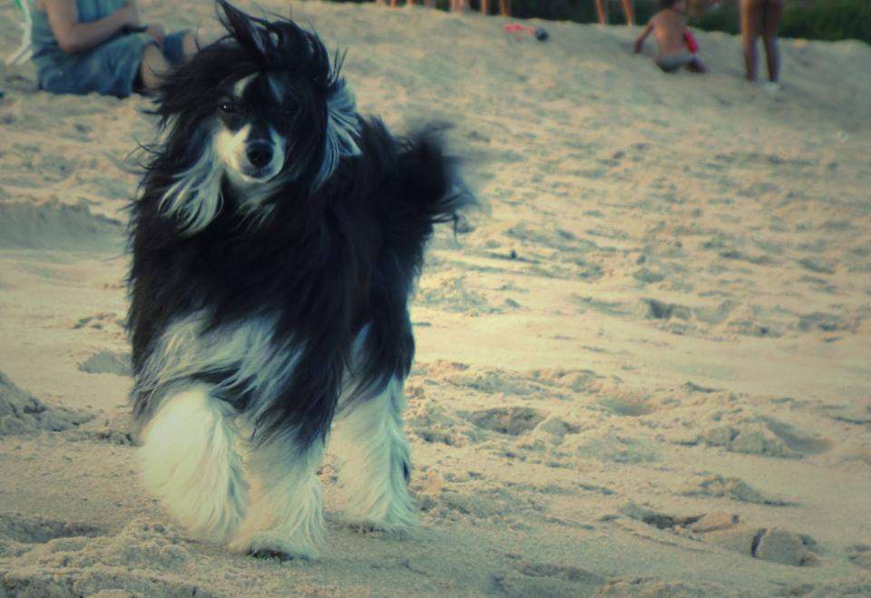 Banana Nanica Pas de Six