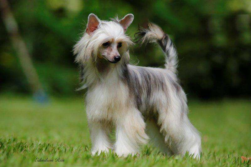 Banana Nanica Coppélia